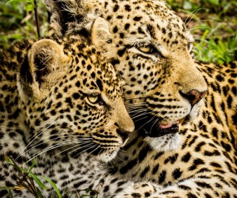 Tanzania wildlife viewing